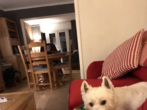 Madisons Dog Grooming