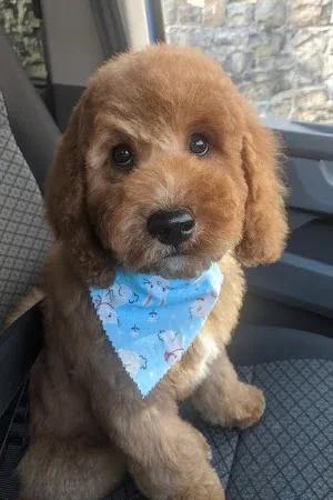 Maesteg Mucky Pups