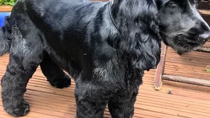 Mandy's Dog Grooming