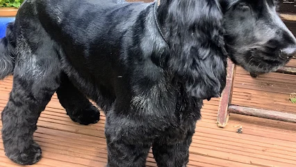 Mandy's Dog Grooming
