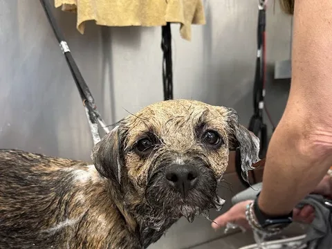 Martha's Dog Grooming Retreat