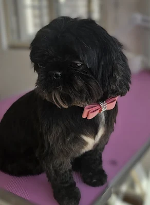 Matilda's Dog Grooming Ltd