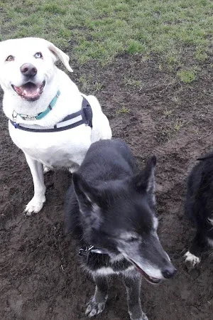 Meadow View Doggy Daycare