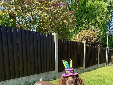 Meadow View Pet Spa