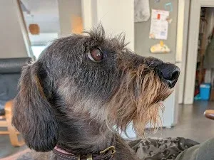 Megs Grooming