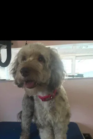 Melewis Dog Grooming