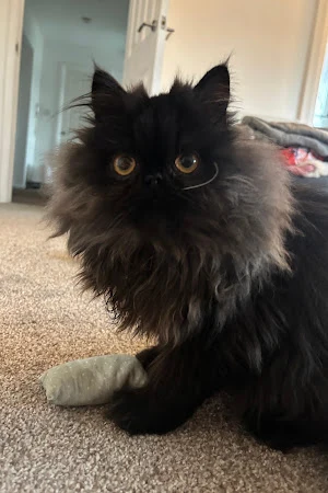 Michelle's Mobile Cat Grooming