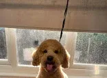 Mighty Pups Dog Grooming