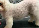 Millbrook Dog Grooming