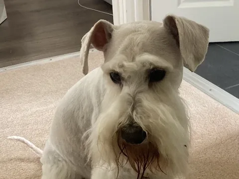 Millie’s Dog Grooming