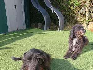 Millionhairs Dog Grooming