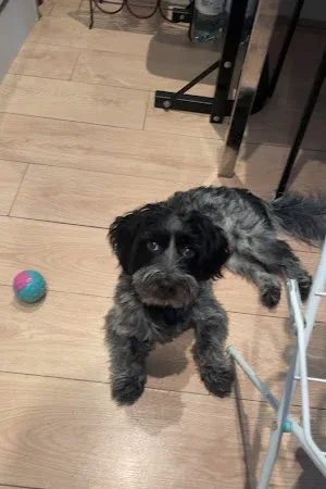 Milo and chlo’s dog grooming co