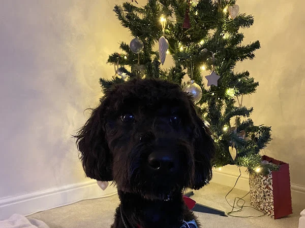 Milo's Pawz Dog Grooming