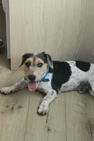 Miss Groomers