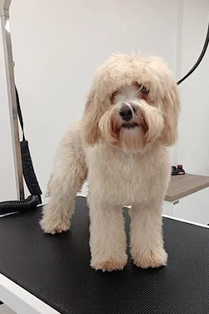 Missymoos Dog Grooming Risca