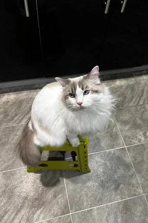 Mittens Mobile Cat Grooming