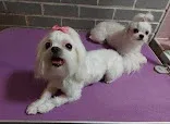 Mobile Dog Groomers