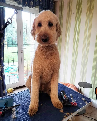 Mobile Dog Grooming - Hairy Hounds
