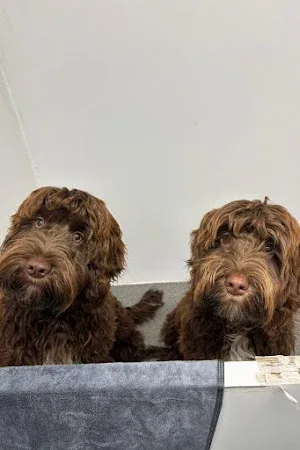 Mobile Dog Salon