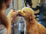 Mobile dog Wash