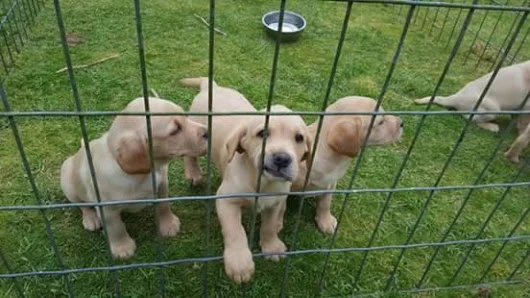 Mobile Microchipping Shropshire