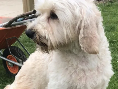 Mobile Pet Pamper