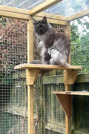 Moggsy Malone - Mobile Cat Grooming