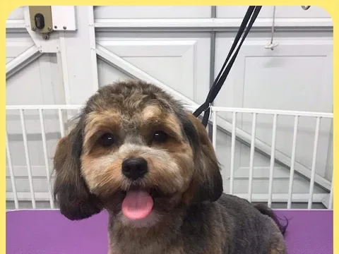 Mr B & Co Dog Grooming
