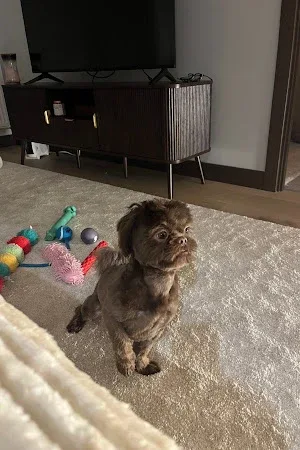 Mr. Pawfect Ltd