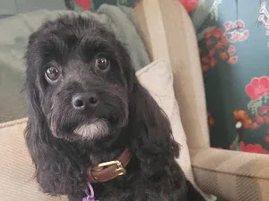 Mrs Cooke's Dog Services Limited