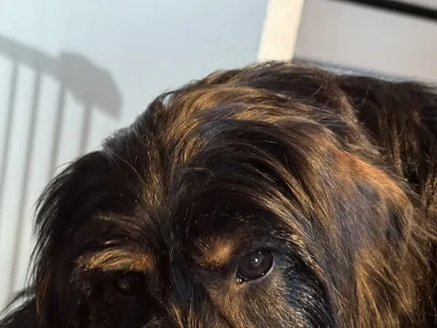 Mucky Muttleys Professional Dog Grooming