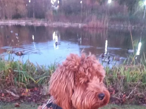 Mucky Pups Dog Grooming