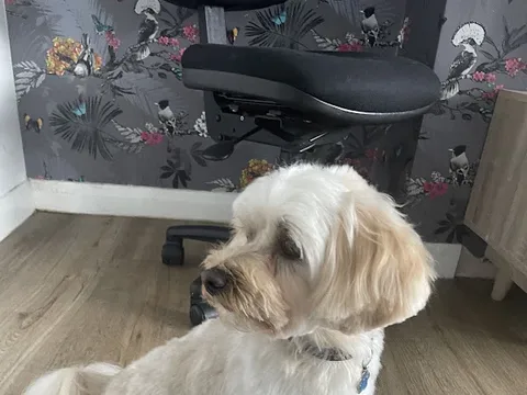 Mucky Pups Dog Grooming Ivybridge