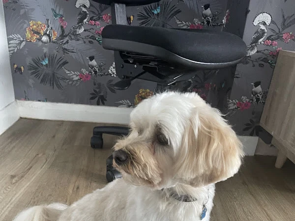 Mucky Pups Dog Grooming Ivybridge