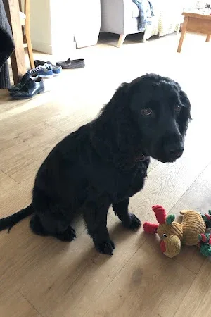 Mucky Pups Grooming Parlour