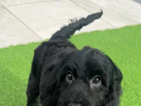 Muckypups dog grooming