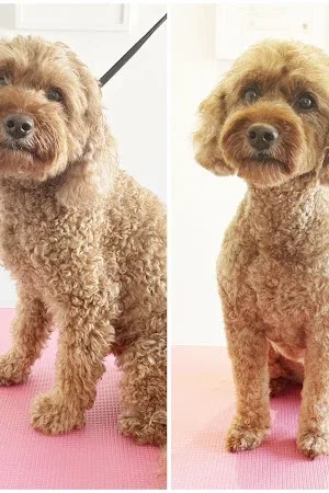 Mud Dog Grooming Studio
