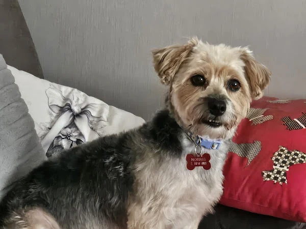 Muddy Buddy Dog Grooming