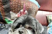 Muddy Maples Dog Grooming