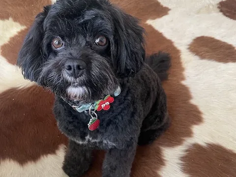 Muddy Paw Prints Dog Grooming Services