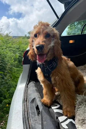 Muddy Paws Cornwall