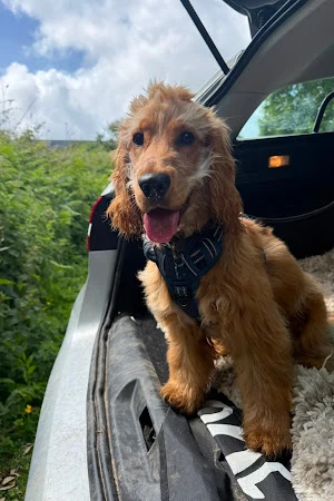 Muddy Paws Cornwall