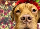 Muddy Paws Dog Grooming