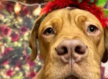 Muddy paws dog grooming