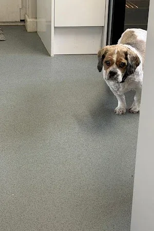 Muddy Paws Doggy Spa & Training Academy