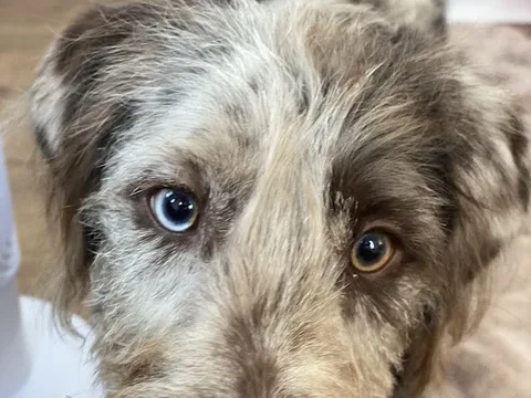 Muddy Pawz