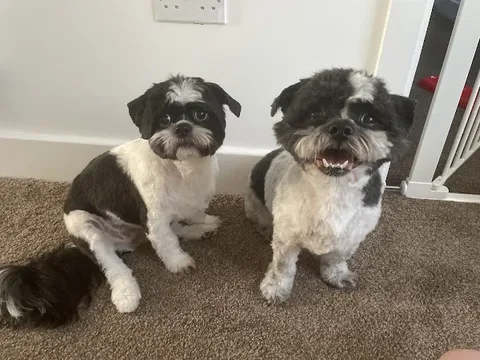 Mutley Crue Dog Groomers