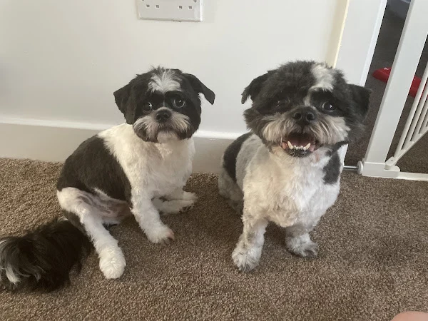 Mutley Crue Dog Groomers