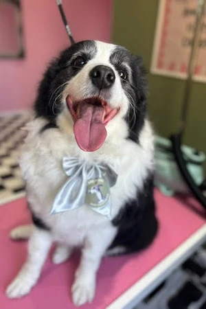Mutt and Hound Dog Grooming