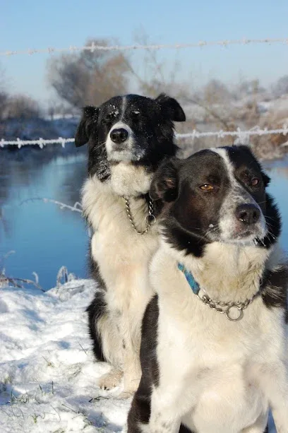Mutts2Marvels
